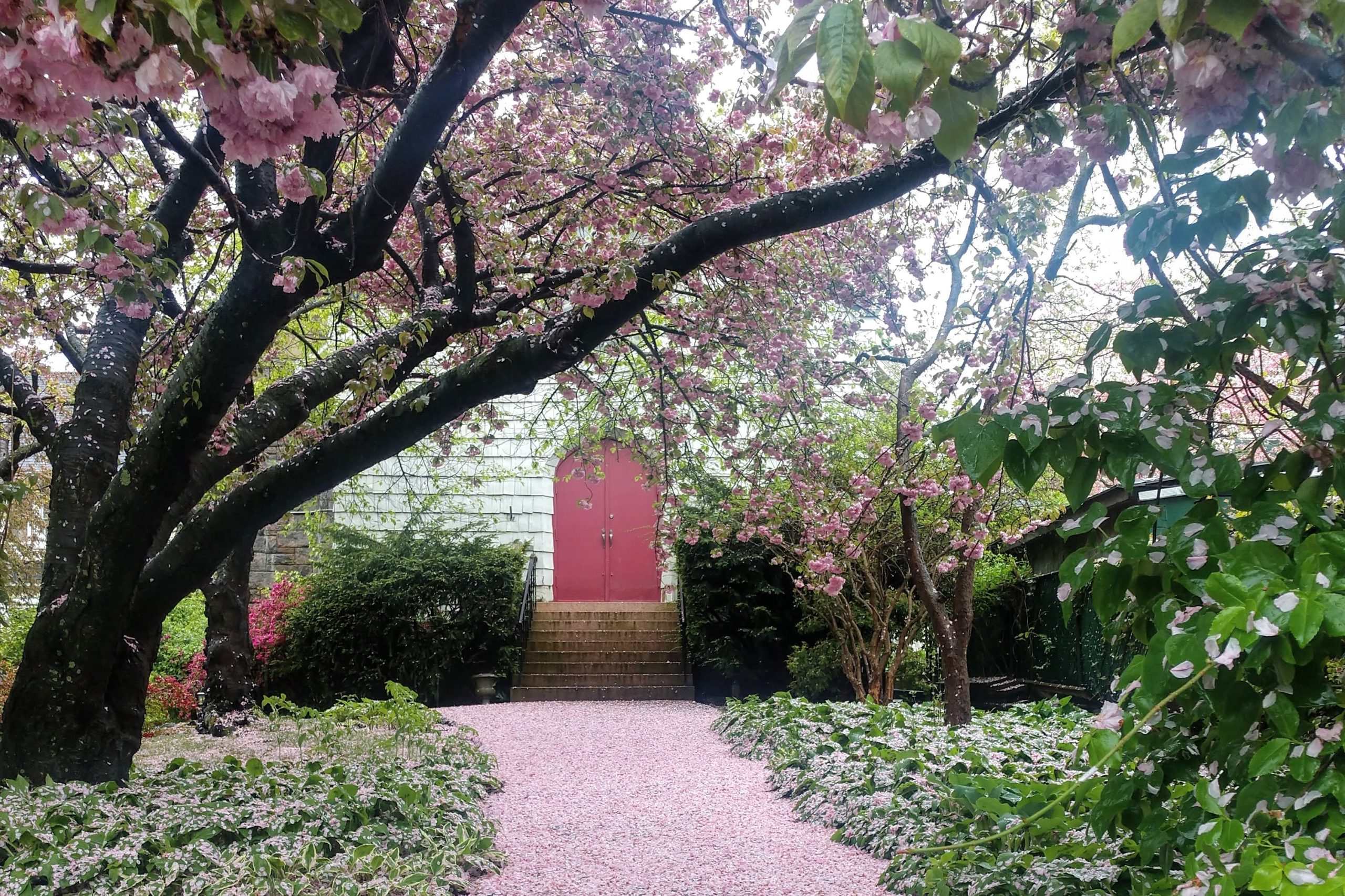 church door with pink cherry blossoms lining the path